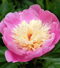Pivónia Bowl of Beauty - Paeonia lactiflora - hľuzy pivónie - 1 ks