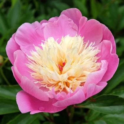 Pivónia Bowl of Beauty - Paeonia lactiflora - hľuzy pivónie - 1 ks