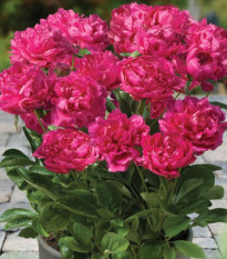 Pivónia Patio London - Paeonia lactiflora - hľuzy pivónie - 1 ks