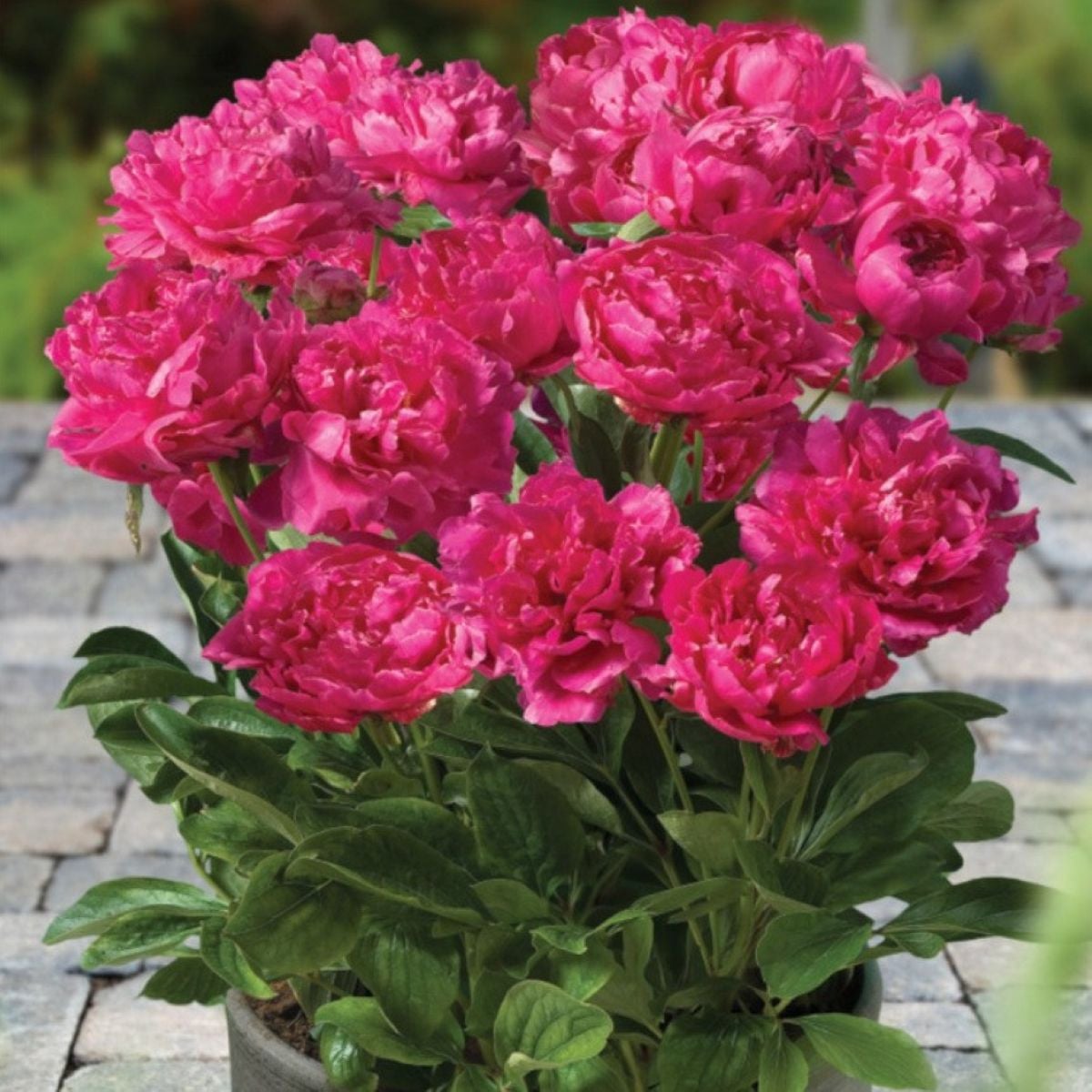 Pivónia Patio London - Paeonia lactiflora - hľuzy pivónie - 1 ks