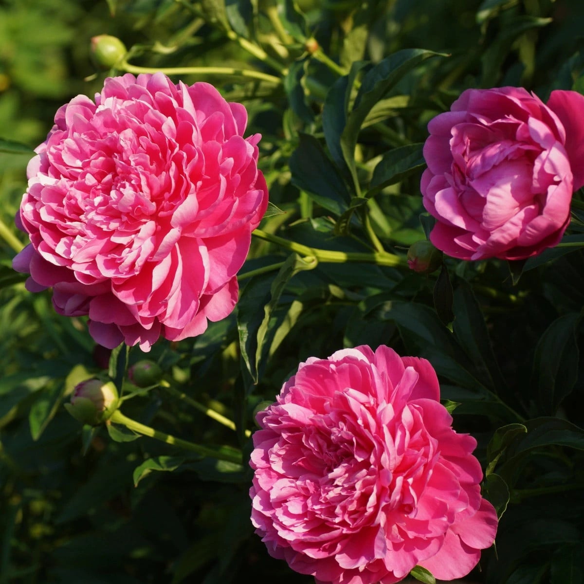 Pivónia Patio London - Paeonia lactiflora - hľuzy pivónie - 1 ks