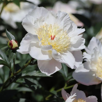 Pivónia Patio Madrid - Paeonia - hľuzy pivónie - 1 ks