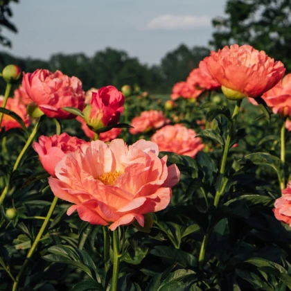Pivónia Coral Sunset - Paeonia lactiflora - hľuzy pivónie - 1 ks