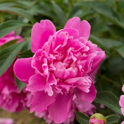 Pivónia Patio Rome - Paeonia lactiflora - hľuzy pivoniek - 1 ks