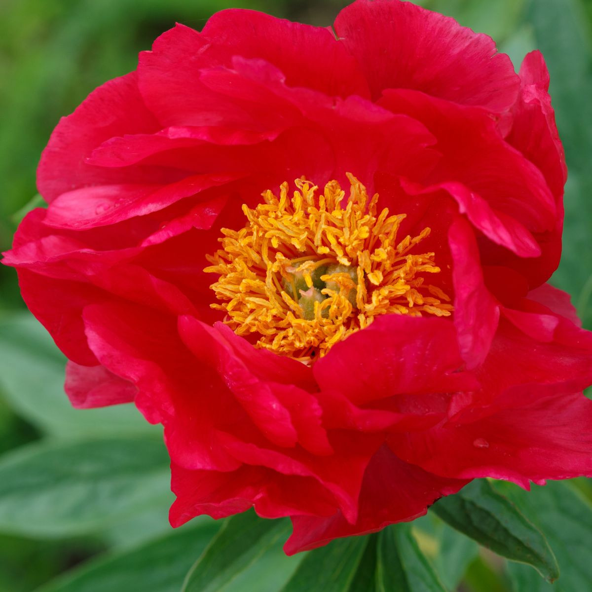 Pivónia Patio Moscow - Paeonia lactiflora - hľuzy pivónie - 1 ks