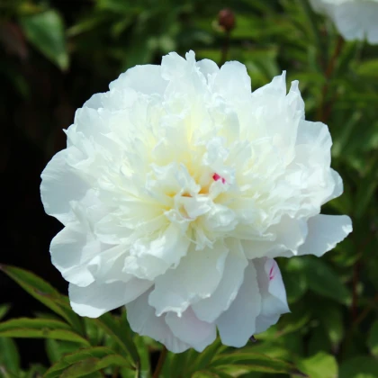 Pivónie Shirley Temple - Paeonia lactiflora - hľuzy pivónie - 1 ks