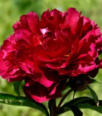Pivónia Madame Gaudichau - Paeonia lactiflora - hľuzy pivónie - 1 ks