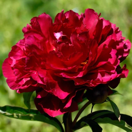 Pivónia Madame Gaudichau - Paeonia lactiflora - hľuzy pivónie - 1 ks