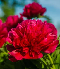 Pivónia Felix Crouse - Paeonia lactiflora - hľuzy pivónie - 1 ks