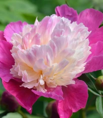 Pivónia Gay Paree - Paeonia lactiflora - hľuzy pivónie - 1 ks