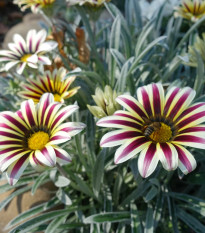 Gazánia Frosty Kiss White Flame - Gazania rigens - semená gazánie - 12 ks