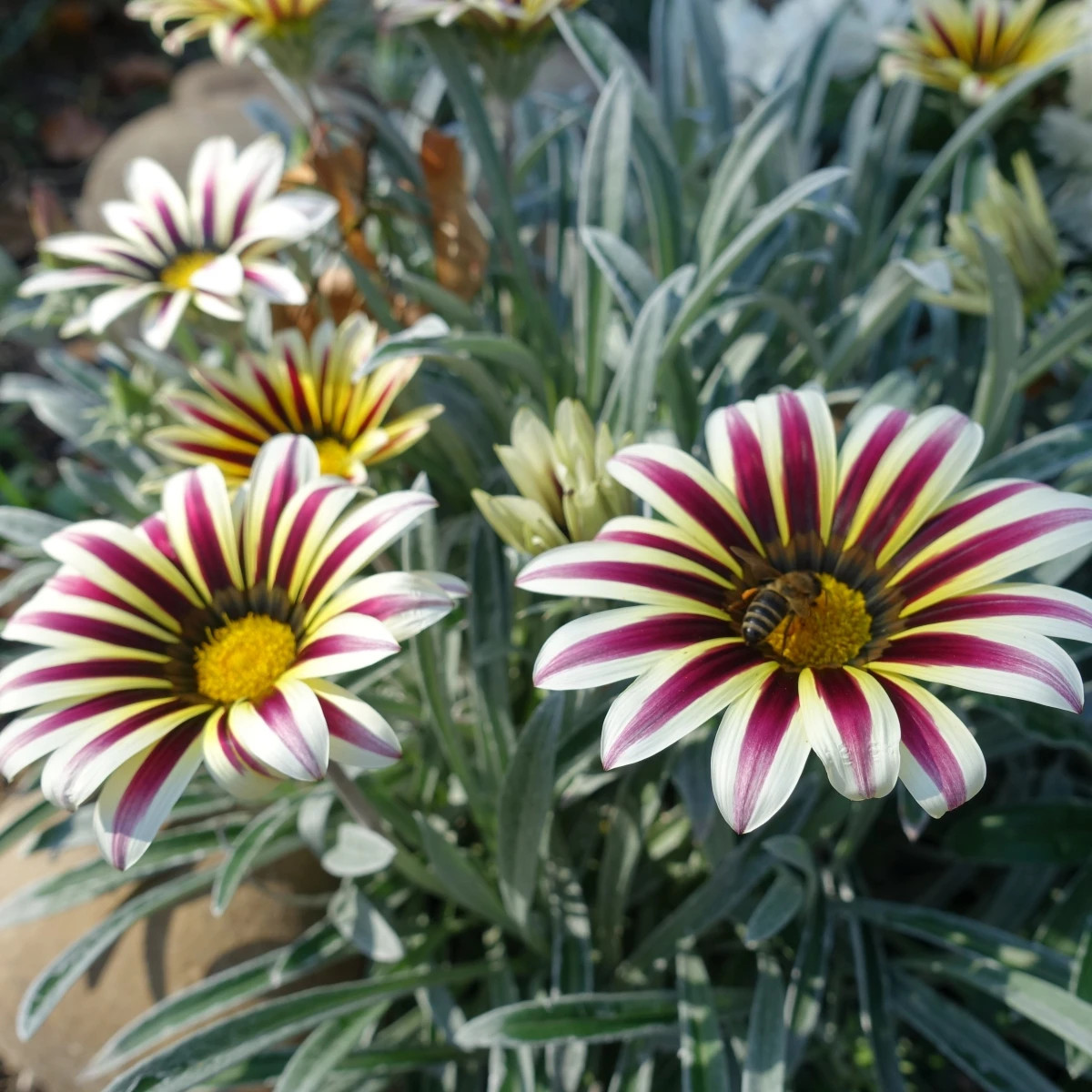 Gazánia Frosty Kiss White Flame - Gazania rigens - semená gazánie - 12 ks