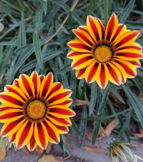 Gazánia Frosty Kiss Orange Flame - Gazania rigens - semená gazánie - 12 ks