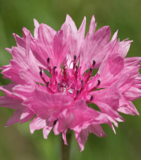 Nevädza lúčna Ball Red - Centaurea cyanus - semená nevädze - 50 ks