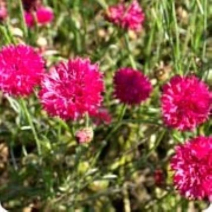 Nevädza lúčna Ball Red - Centaurea cyanus - semená nevädze - 50 ks