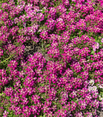 Lobulária Wonderland Deep Rose - Lobularia maritima - semená lobulárie - 20 ks