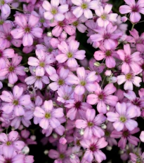 Gypsomilka pacifická - Nevestin závoj - Gypsophila pacifica - semená gypsomilky - 100 ks