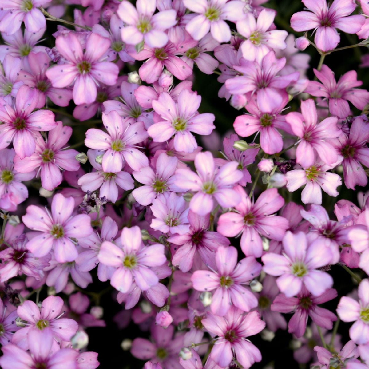 Gypsomilka pacifická - Nevestin závoj - Gypsophila pacifica - semená gypsomilky - 100 ks
