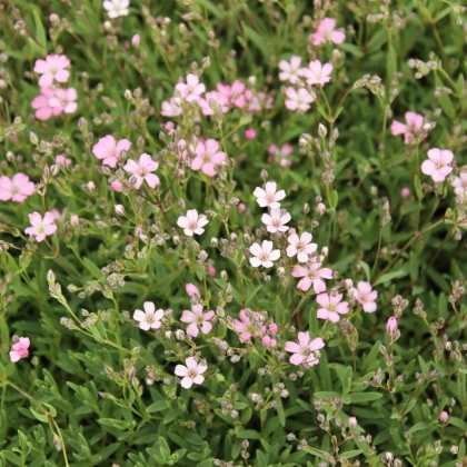 Gypsomilka pacifická - Nevestin závoj - Gypsophila pacifica - semená gypsomilky - 100 ks