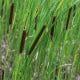 Pálka úzkolistá - Typha angustifolia - semená orobinca - 15 ks