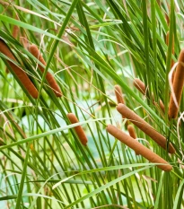 Pálka úzkolistá - Typha angustifolia - semená orobinca - 15 ks