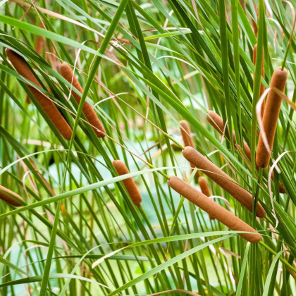 Pálka úzkolistá - Typha angustifolia - semená orobinca - 15 ks