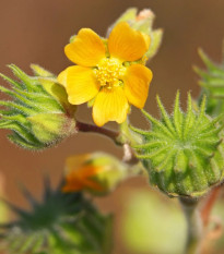 Podslnečník Theofrastov - Abutilon theophrasti - semená podslnečníka - 40 ks
