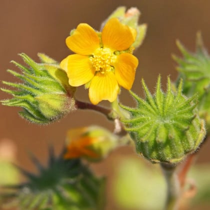 Podslnečník Theofrastov - Abutilon theophrasti - semená podslnečníka - 40 ks