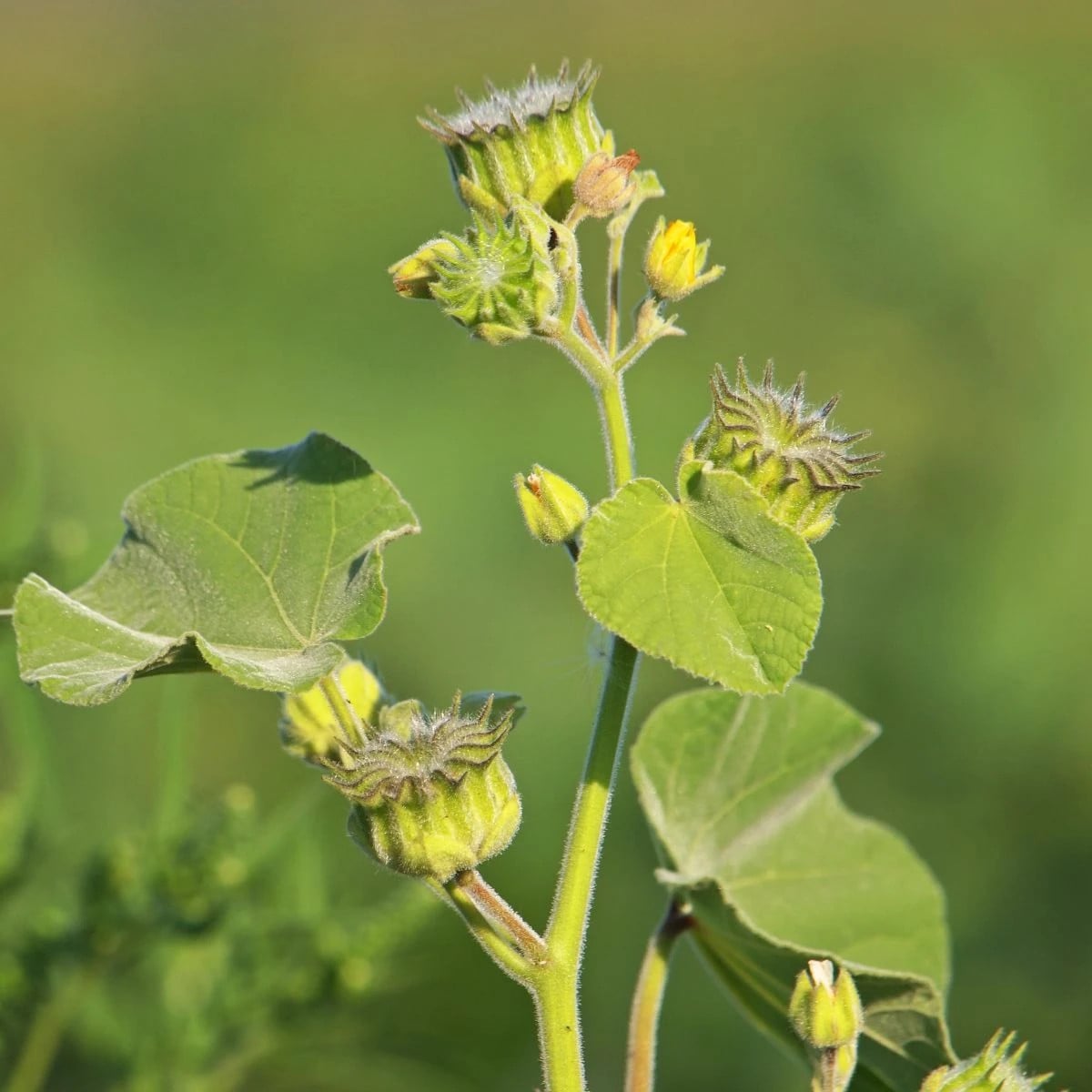 Podslnečník Theofrastov - Abutilon theophrasti - semená podslnečníka - 40 ks