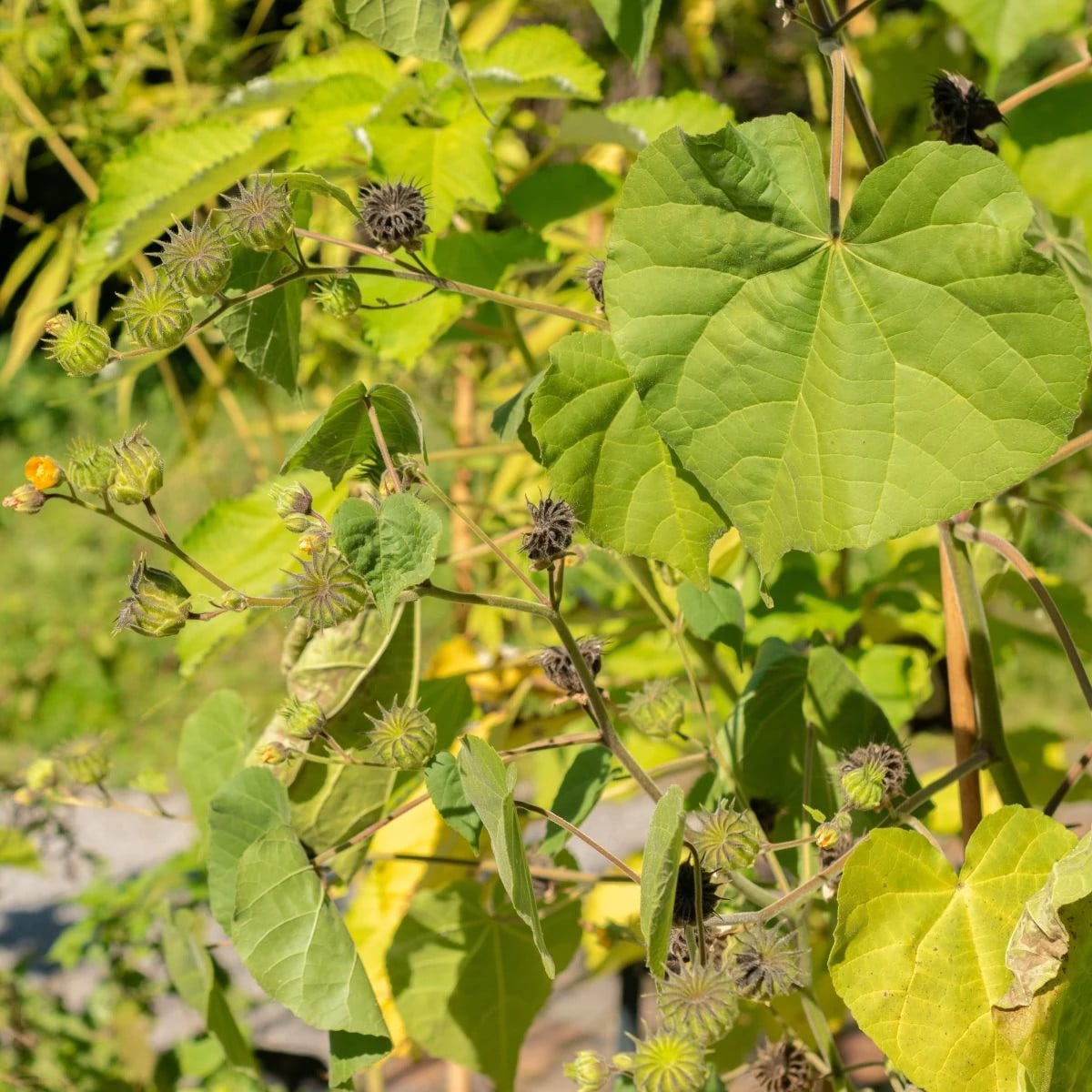 Podslnečník Theofrastov - Abutilon theophrasti - semená podslnečníka - 40 ks