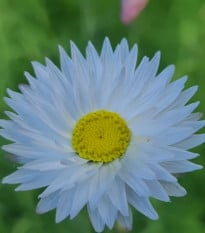 Slamienka biela - Helipterum roseum - semená slamienky - 0,5 g