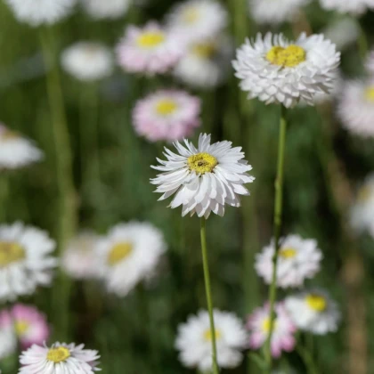 Slamienka biela - Helipterum roseum - semená slamienky - 0,5 g