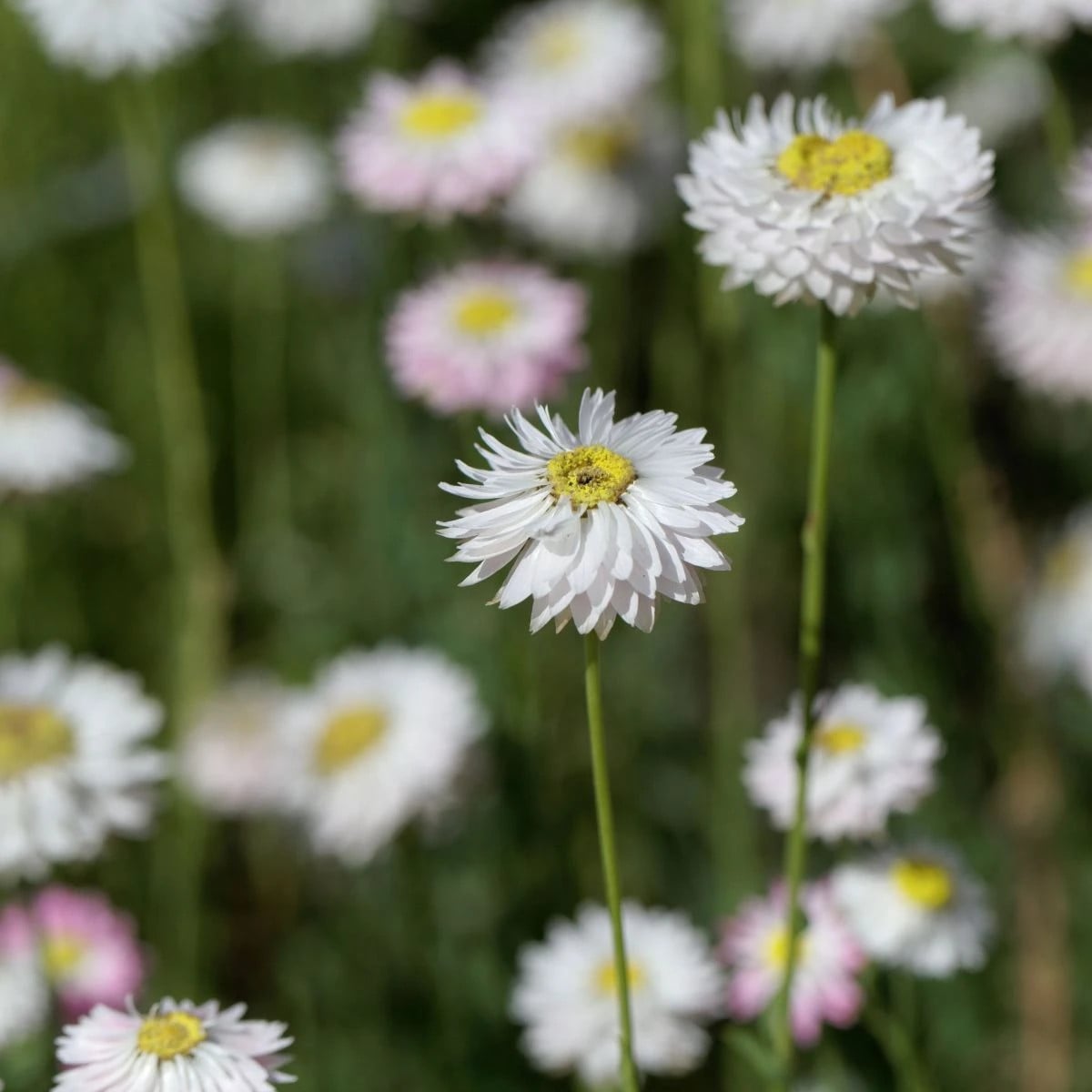 Slamienka biela - Helipterum roseum - semená slamienky - 0,5 g