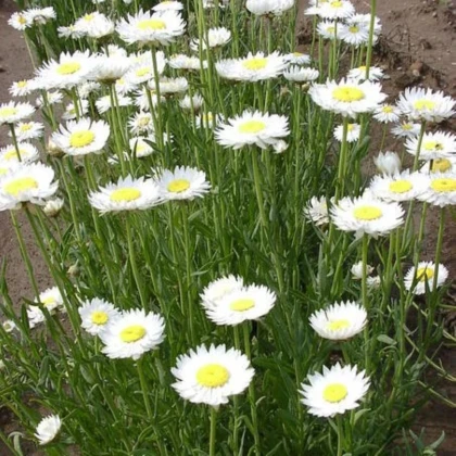 Slamienka biela - Helipterum roseum - semená slamienky - 0,5 g