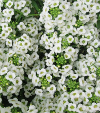 Lobulária Easter Bonnet White - Lobularia maritima - semená lobulárie - 50 ks