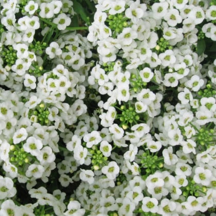 Lobulária Easter Bonnet White - Lobularia maritima - semená lobulárie - 50 ks