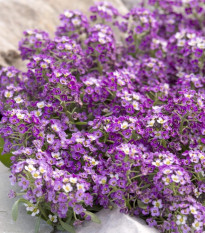 Lobulária Aphrodite Purple - Lobularia maritima - semená tařicovky - 50 ks