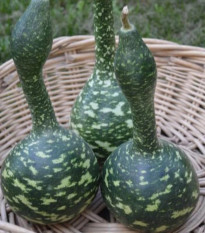 Tekvica okrasná Cobra - Lagenaria siceraria - semená tekvice - 5 ks
