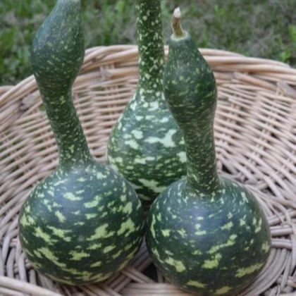 Tekvica okrasná Cobra - Lagenaria siceraria - semená tekvice - 5 ks