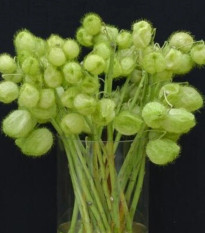 Gompokarpus mechúrikovitý – Gomphocarpus physocarpus - semená gompokarpus - 30 ks