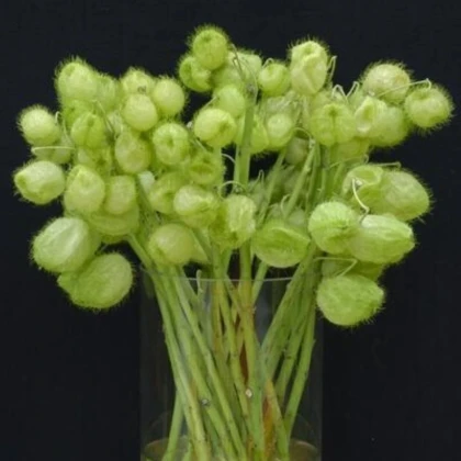 Gompokarpus mechúrikovitý – Gomphocarpus physocarpus - semená gompokarpus - 30 ks