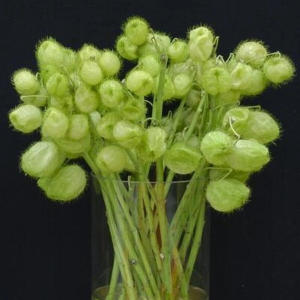 Gompokarpus mechúrikovitý – Gomphocarpus physocarpus - semená gompokarpus - 30 ks