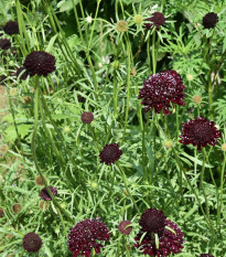 Chrastavec purpurový Black Knight - Scabiosa atropurpurea - semená chrastavca - 30 ks
