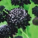 Chrastavec purpurový Black Knight - Scabiosa atropurpurea - semená chrastavca - 30 ks