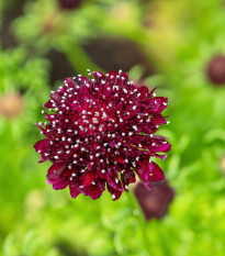 Chrastavec tmavočervený Fire King - Scabiosa atropurpurea - semená chrastavca - 30 ks