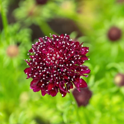 Chrastavec tmavočervený Fire King - Scabiosa atropurpurea - semená chrastavca - 30 ks