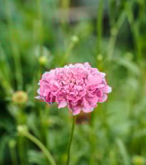 Chrastavec lososový QIS Salmon - Scabiosa atropurpurea - semená chrastavca - 30 ks