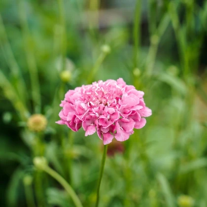 Chrastavec lososový QIS Salmon - Scabiosa atropurpurea - semená chrastavca - 30 ks