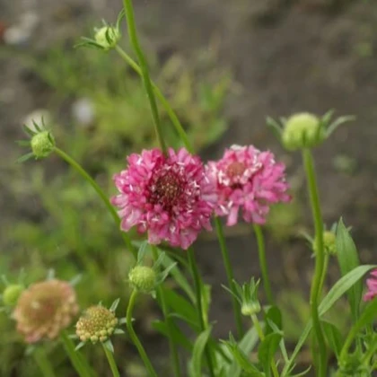 Chrastavec lososový QIS Salmon - Scabiosa atropurpurea - semená chrastavca - 30 ks