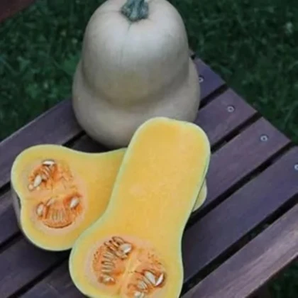 Tekvica Jupiter F1 - Cucurbita pepo - semená tekvice - 6 ks